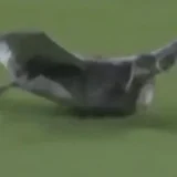 Goose Slides Onto Field During Padres-Dodgers Game at Dodger Stadium