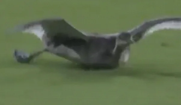 Goose Slides Onto Field During Padres-Dodgers Game at Dodger Stadium