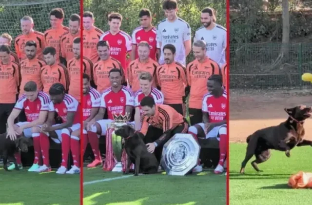 Win the Labrador Joins Arsenal’s Official Team Photo